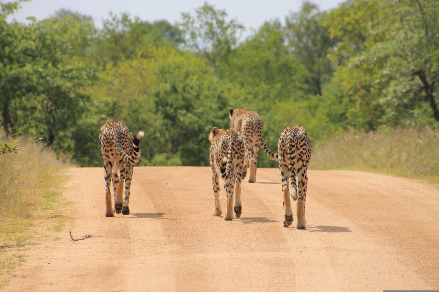 Kruger National Park South Africa Safari