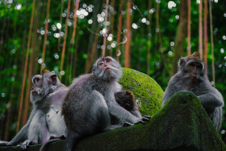 10 Fun Activities in Bali for Travellers Over 60 — A Complete Guide