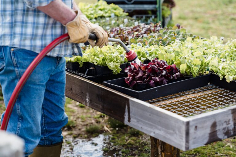 How to Start a Vegetable Garden in Retirement — A Complete Beginners Guide