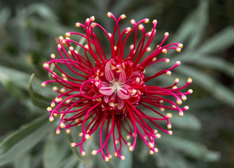 The Best Native Plants for Australian Gardens — A Complete Guide for Senior Gardeners