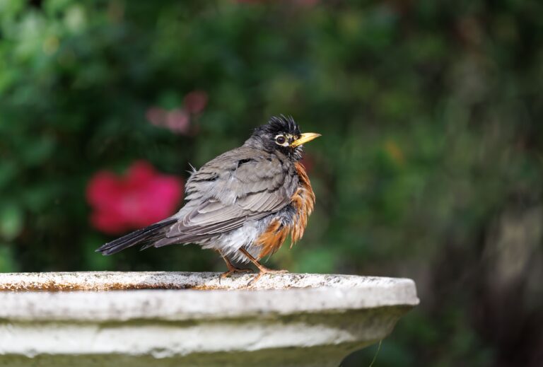 How to Attract Birds to Your Australian Garden — A Complete Guide for Seniors