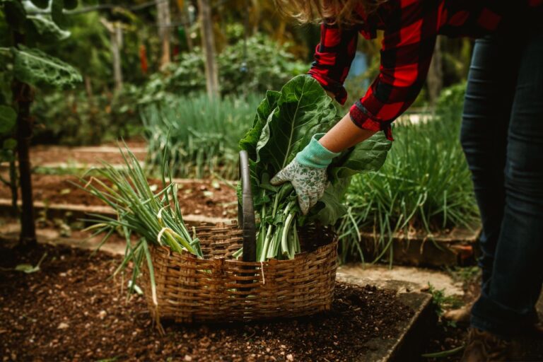 The Best Vegetables to Grow in Retirement