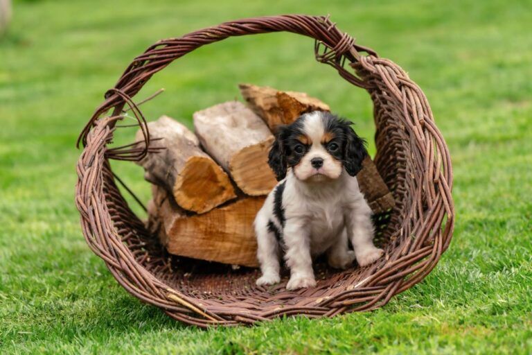 The Best Dog Breeds for Retirees in Australia: Finding the Right Companion